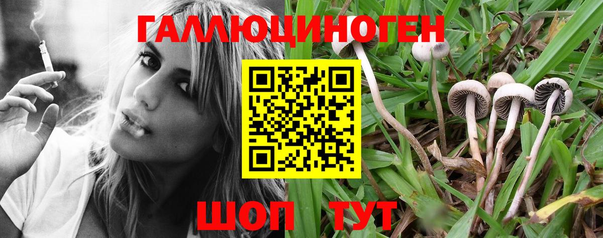 Беслан  Галлюциногенные грибы Psilocybine cubensis  Вход с VPN 